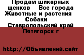 Продам шикарных щенков  - Все города Животные и растения » Собаки   . Ставропольский край,Пятигорск г.